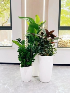 慈溪植物租赁公司，为您的场所增添绿意盎然！