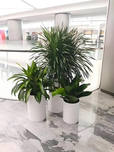 宁波慈溪绿化养护方案,让城市绿意在指尖绽放